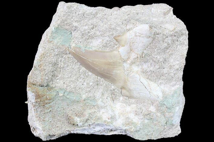 Otodus Shark Tooth Fossil In Rock - Eocene #87001